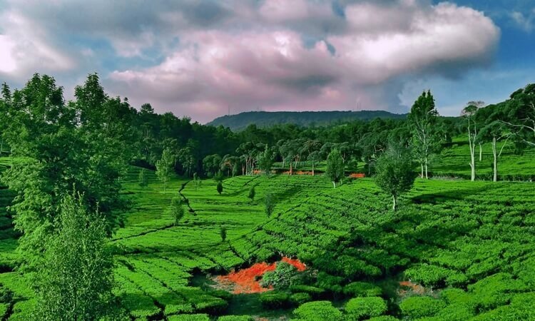 Pemandangan Kebun Teh Sukawana