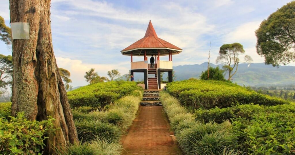 Pesona Kebun Teh Malabar