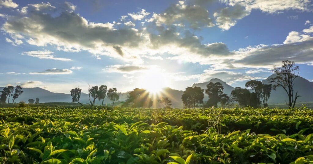 Kebun Teh Malabar