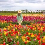 Lebaran Edition Amazing West Europe and Keukenhof Tulip