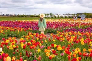 Lebaran Edition Amazing West Europe and Keukenhof Tulip