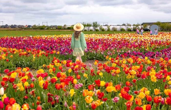 Lebaran Edition Amazing West Europe and Keukenhof Tulip