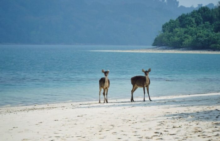 pulau peucang